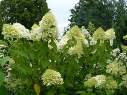 Гортензия метельчатая Кэндллайт "Hydrangea paniculata Candlelight"