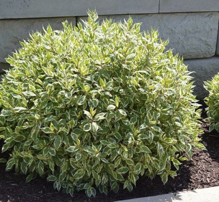 Дерен белый Элегантиссима "Cornus alba Elegantissima"