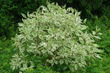 Дерен белый Сибирика Вариегата "Cornus alba Sibirica Variegata"