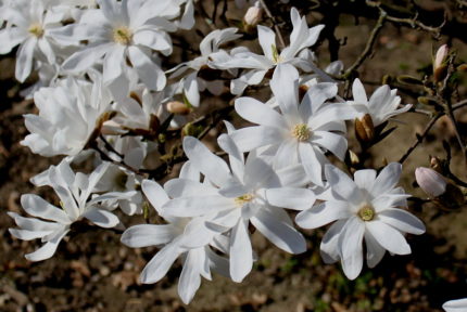 Магнолия звездчатая Роял Стар "Magnolia stellata"