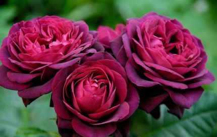 купить саженцы цветов