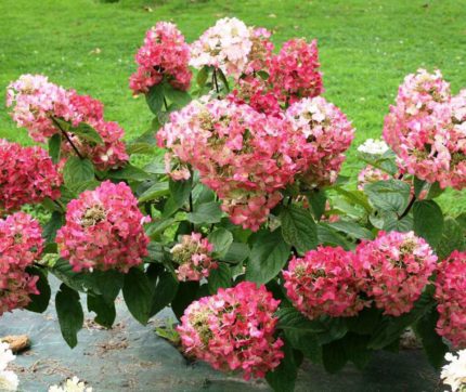 Гортензия метельчатая Мега Минди "Hydrangea paniculata Mega Mindy"