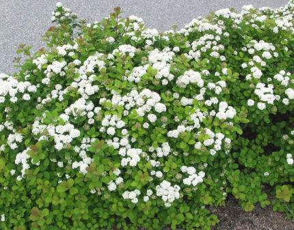 Спирея березолистная Айсленд "Spiraea betulifolia Island"