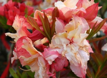 Азалия крупноцветковая "Jack A. Sand"