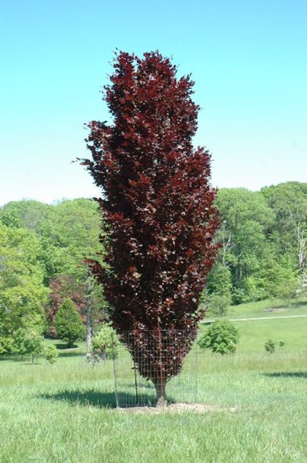 Бук лесной Dawyck Purple "Fagus sylvatica Dawyck Purple"