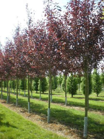 Черёмуха виргинская Канада Ред "Prunus virginiana Canada Red"