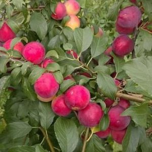 купить саженцы алычи