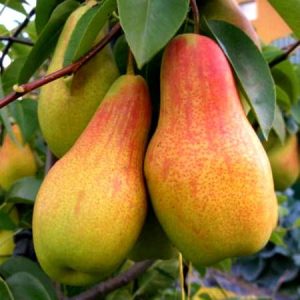 купить саженцы груши в Минске