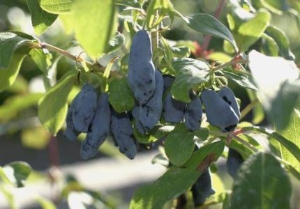 Павловская