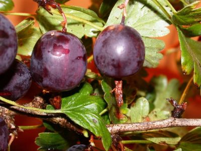 крыжовник купить саженцы