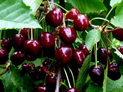 купить саженцы вишни