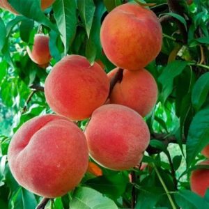 купить саженцы персика